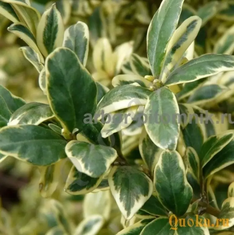 Самшит саженцы самшита из подмосковного питомника