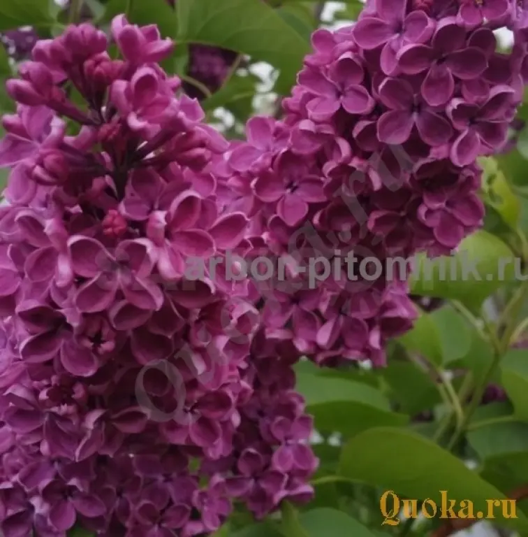 Саженцы и крупномеры сирени из подмосковного питомника