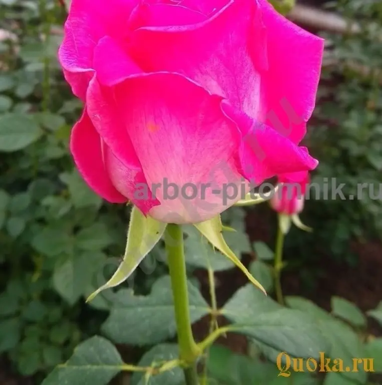 Саженцы кустовых роз из питомника