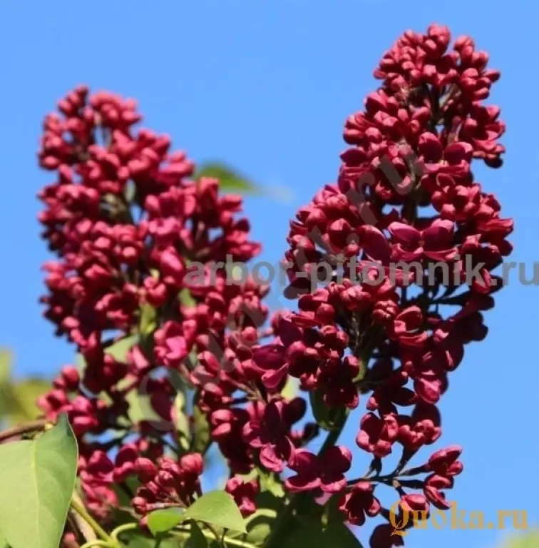 Саженцы и крупномеры сирени из подмосковного питомника