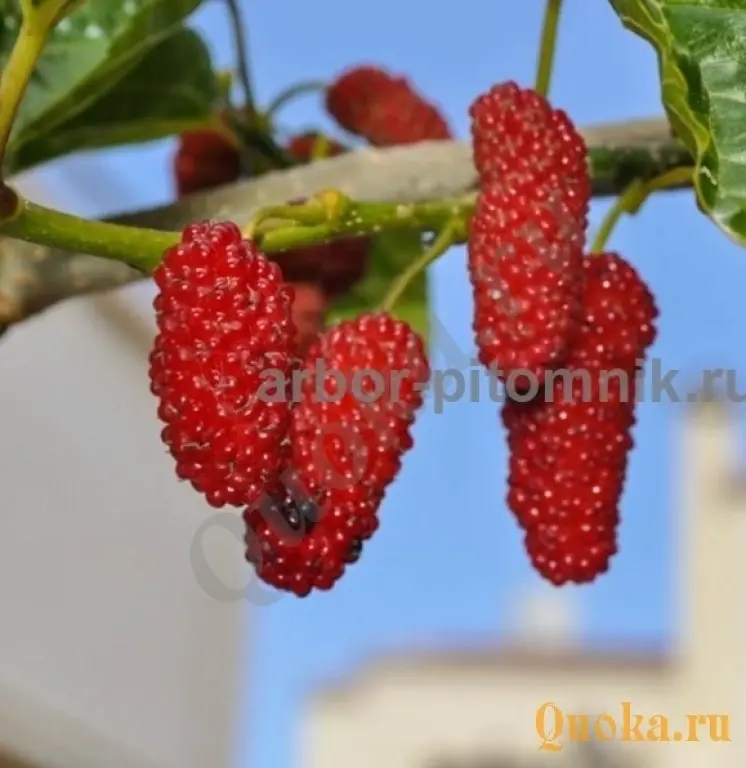 Саженцы шелковицы, шелковица в горшках