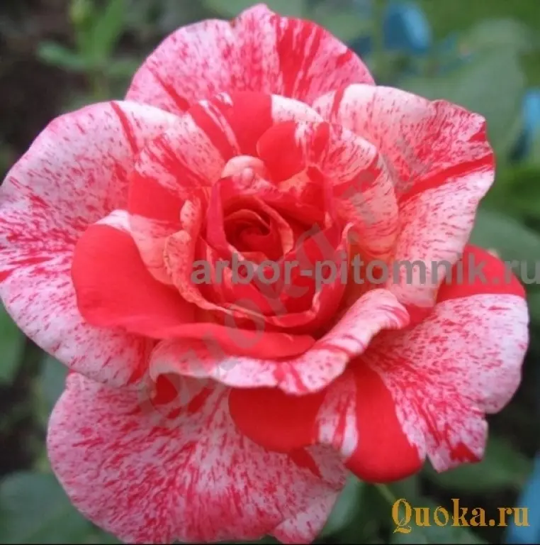 Саженцы кустовых роз из питомника