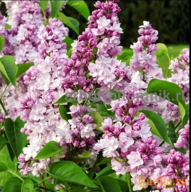 Саженцы и крупномеры сирени из подмосковного питомника