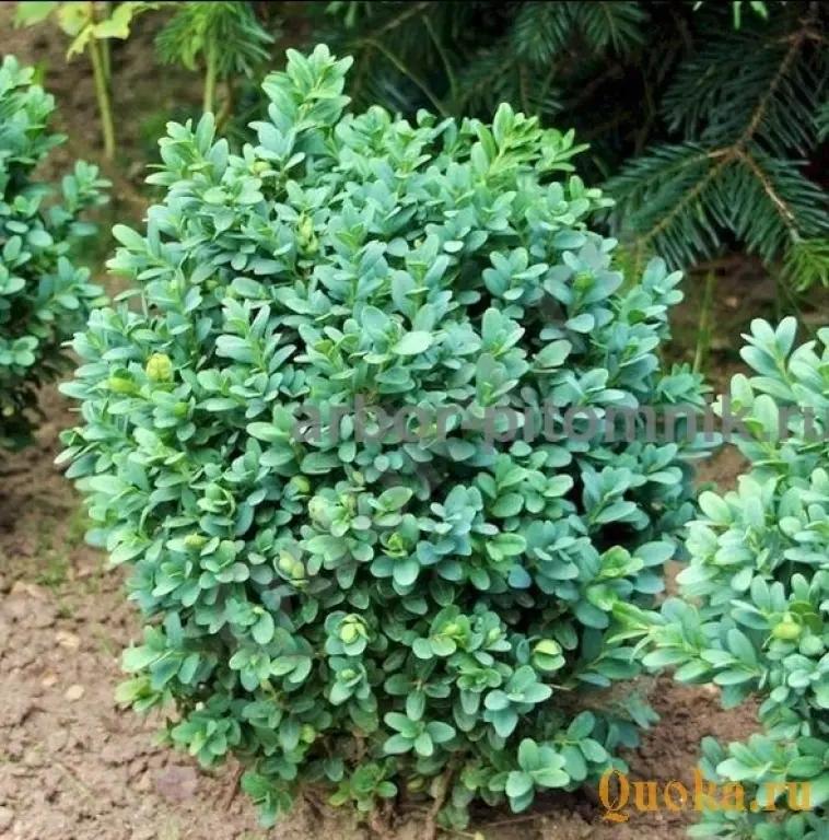 Самшит саженцы самшита из подмосковного питомника