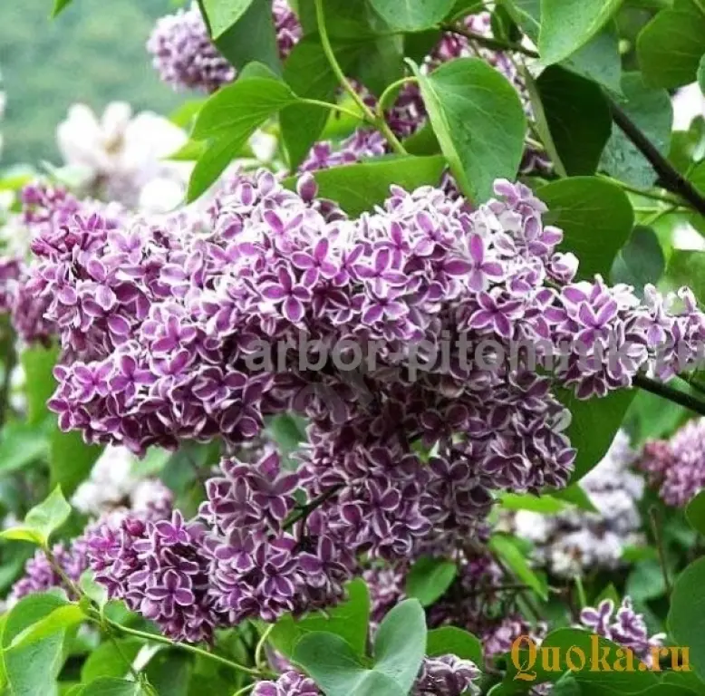 Саженцы и крупномеры сирени из подмосковного питомника