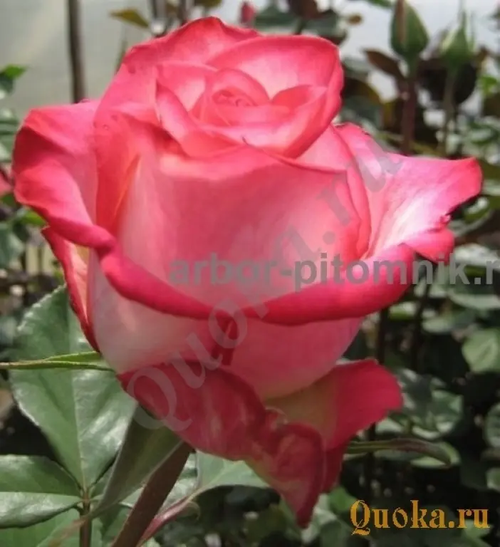 Саженцы кустовых роз из питомника