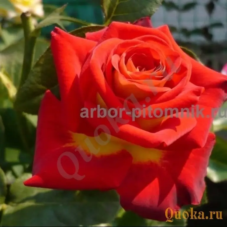 Саженцы кустовых роз из питомника