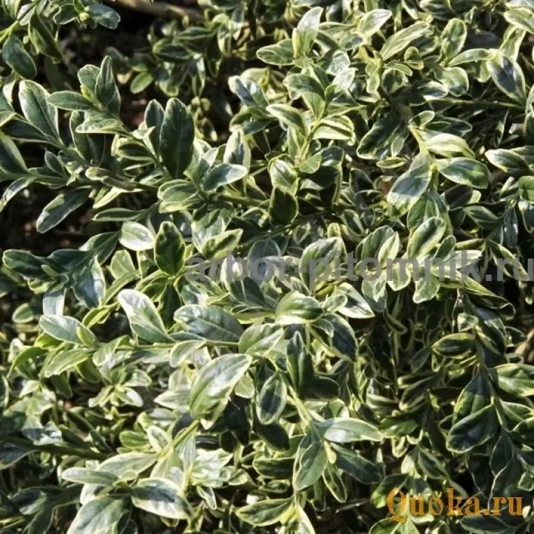 Самшит саженцы самшита из подмосковного питомника