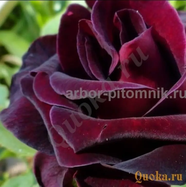 Саженцы кустовых роз из питомника