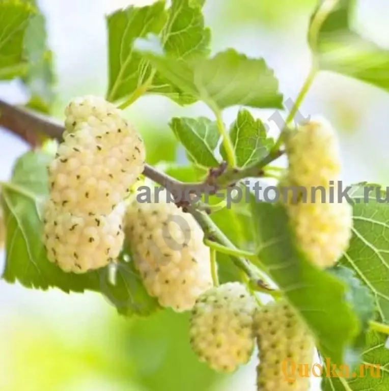 Саженцы шелковицы, шелковица в горшках