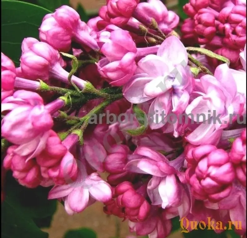 Саженцы и крупномеры сирени из подмосковного питомника