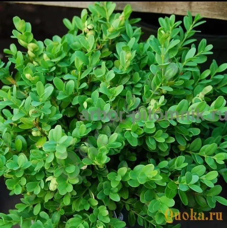 Самшит саженцы самшита из подмосковного питомника