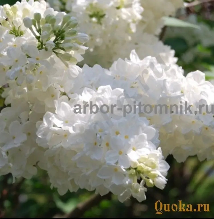 Саженцы и крупномеры сирени из подмосковного питомника