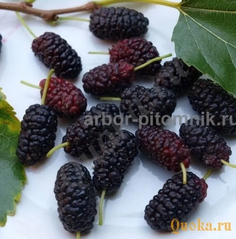 Саженцы шелковицы, шелковица в горшках