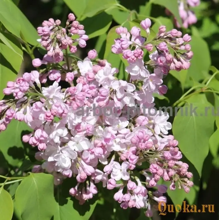 Саженцы и крупномеры сирени из подмосковного питомника