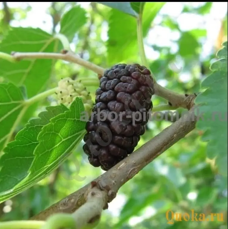 Саженцы шелковицы, шелковица в горшках