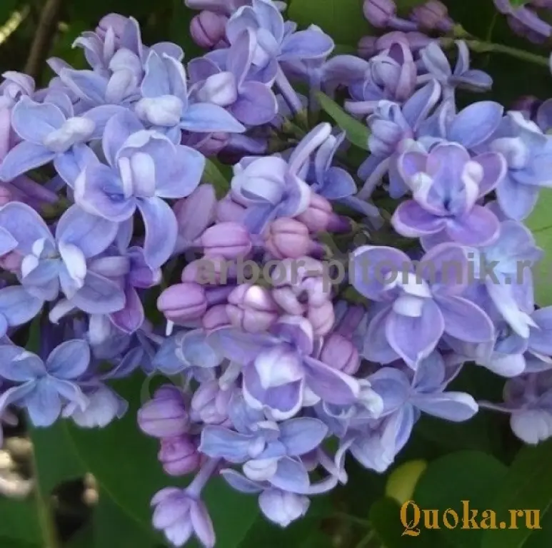 Саженцы и крупномеры сирени из подмосковного питомника