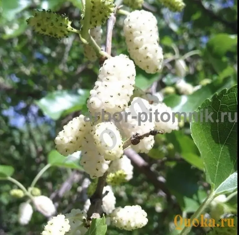 Саженцы шелковицы, шелковица в горшках