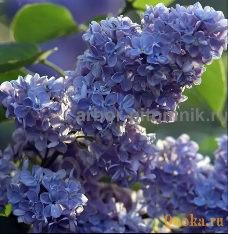 Саженцы и крупномеры сирени из подмосковного питомника