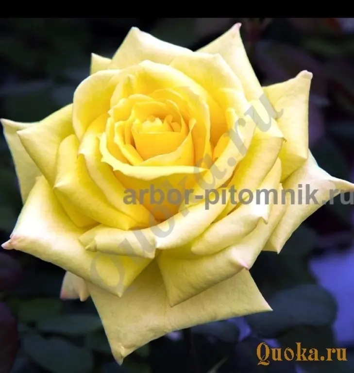 Саженцы кустовых роз из питомника