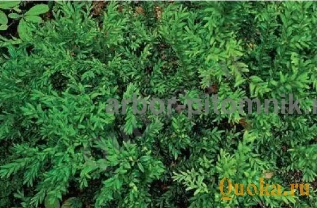 Самшит саженцы самшита из подмосковного питомника