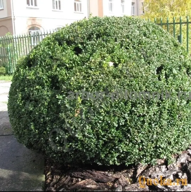 Самшит саженцы самшита из подмосковного питомника