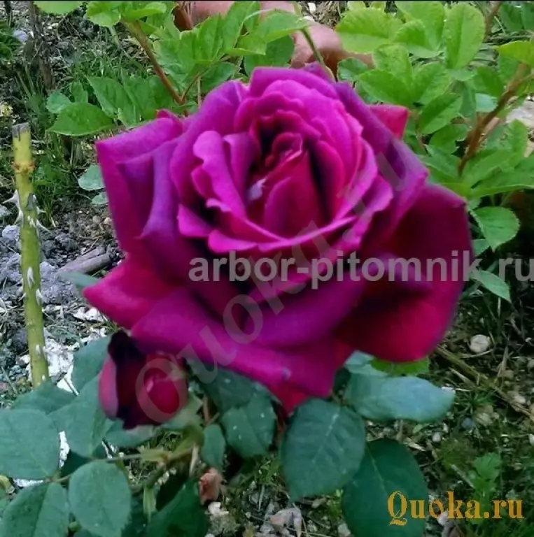 Саженцы кустовых роз из питомника