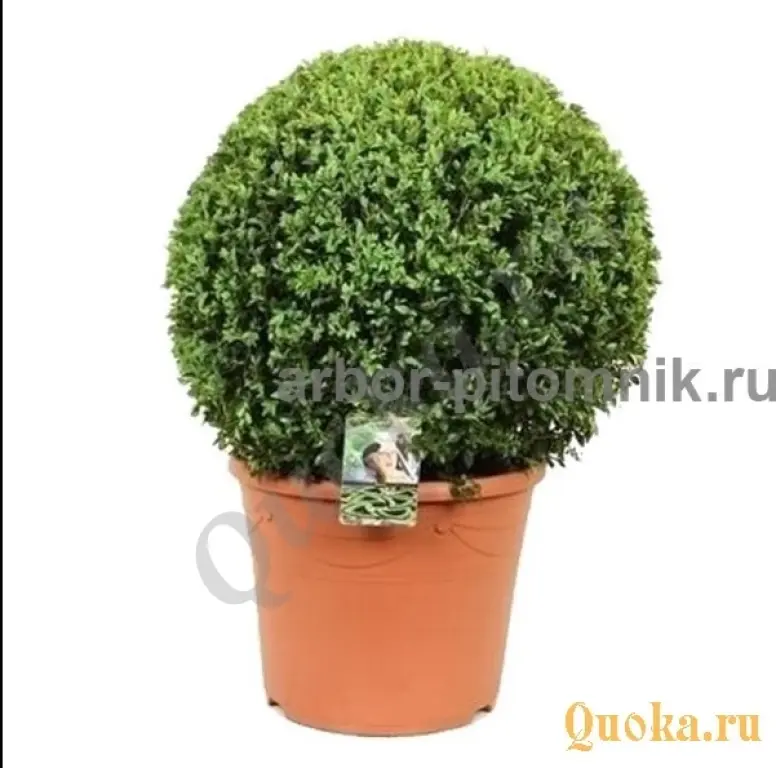 Самшит саженцы самшита из подмосковного питомника